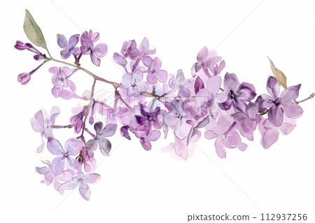 Watercolor illustration of a branch of blooming lilac on a white background, spring flowers 112937256