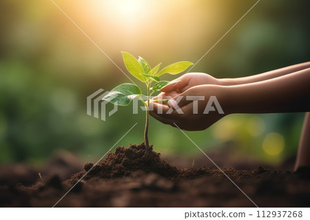 Children's hands hold a tree sprout in their palms, eco concept and conservation and renewal of nature, new life 112937268