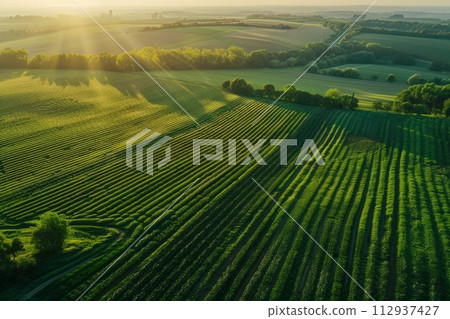 Bird's eye view of agricultural cultivated seeded fields, farmland in the rays of the rising sun 112937427