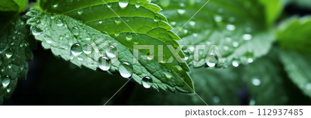 Background of green mint leaves, texture of aromatic healthy mint plants, banner 112937485