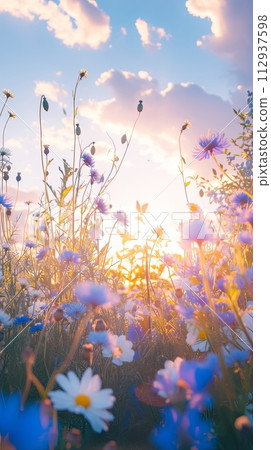 Summer wild field with wildflowers daisies and cornflowers in the rays of the sun 112937598