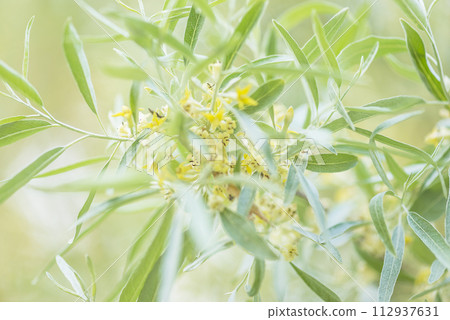 Elaeagnus commutata, the silverberry or wolf-willow blossom; close up 112937631