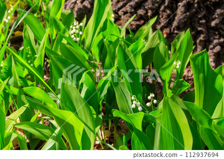 Lily of the valley (Convallaria majalis) white flowers in forest at spring Lily of the valley (Convallaria majalis) white flowers in forest at spring 112937694