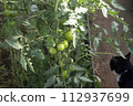 Green tomato fruits growing on plants in a greenhouse 112937699