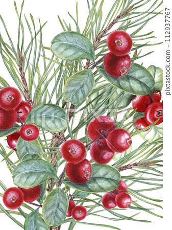 Pine Branches and Juicy red Cowberries. Forest swamp berries with evergreen twigs. Watercolor illustration isolated on white background. Lingonberry, cranberry. For the design of invitation, greeting Pine Branches and Juicy red Cowberries. Forest swamp berries with evergreen twigs. Watercolor illustration isolated on white background. Lingonberry, cranberry. For the design of invitation, greeting 112937767