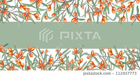 Sea buckthorn. Thickets of wild ripe thorn berries. Sallowthorn, rhamnoides. Long horizontal frame with green copy space for text. Watercolor illustration isolated on white. For label, package. Sea buckthorn. Thickets of wild ripe thorn berries. Sallowthorn, rhamnoides. Long horizontal frame with green copy space for text. Watercolor illustration isolated on white. For label, package. 112937773