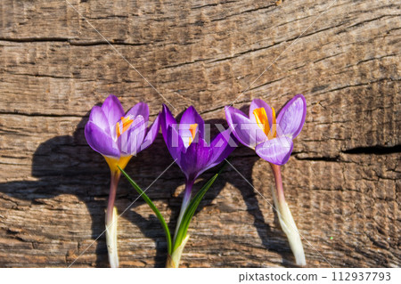 Purple crocus flowers on rustic wooden background 112937793