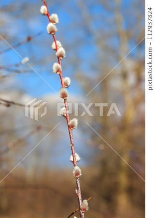 Pussy willow branch at early spring 112937824
