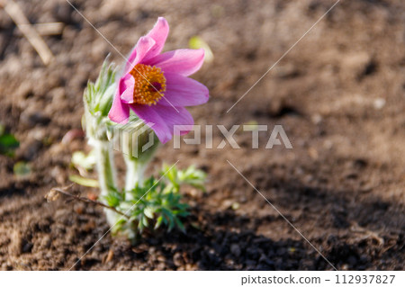 Eastern pasqueflower (Pulsatilla patens), also known as prairie crocus, cutleaf anemone, rock lily 112937827