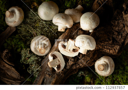 White champignons on a snag in a moss forest. 112937857