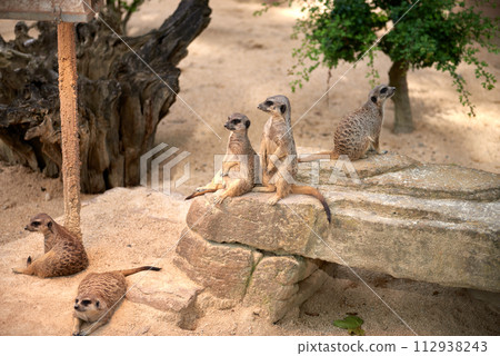Meerkats' Oasis in the Heart of the Zoo. Enchanting Meerkats. Meerkat: Whimsical Moments in the Wilderness. Exploring the Savanna Landscape. Playful Meerkats in the African Sun. Guardians of the Meerkats' Oasis in the Heart of the Zoo. Enchanting Meerkats. Meerkat: Whimsical Moments in the Wilderness. Exploring the Savanna Landscape. Playful Meerkats in the African Sun. Guardians of the 112938243