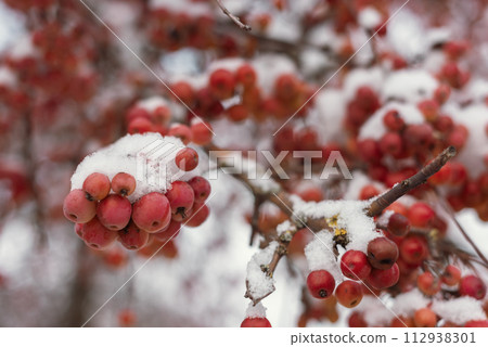 Winter's Crimson Beauty: Snow-Covered Rowan in Rural Landscape. Enchanting Winter Scenes: Capturing the Festive Red Rowan in a Snow-Covered Countryside 112938301