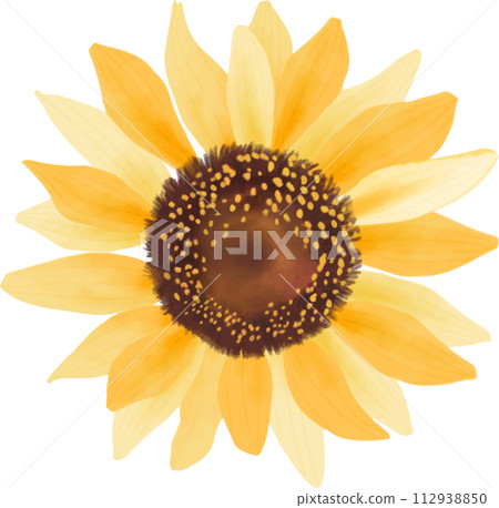 Sunflower painted in watercolor Sunflower painted in watercolor 112938850