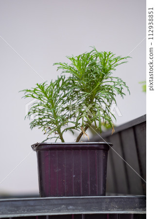 Growing flower seedlings indoors under full spectrum LED lighting. Plants are standing on shelves. Growing flower seedlings indoors under full spectrum LED lighting. Plants are standing on shelves. 112938851