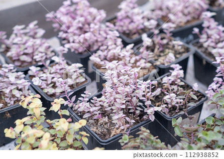 Growing flower seedlings in the greenhouse room. Plants are standing on shelves.  112938852
