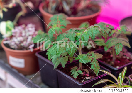 Growing flower seedlings indoors under full spectrum LED lighting. Plants are standing on shelves. Growing flower seedlings indoors under full spectrum LED lighting. Plants are standing on shelves. 112938853