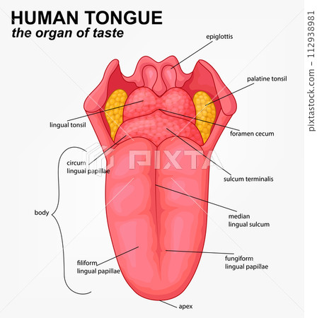 Human Tongue Anatomy Structure Cartoon, Vector Illustration 112938981