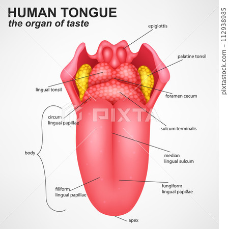 Human Tongue Anatomy Structure, Vector Illustration 112938985