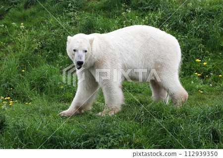 White polar bear in the nature 112939350