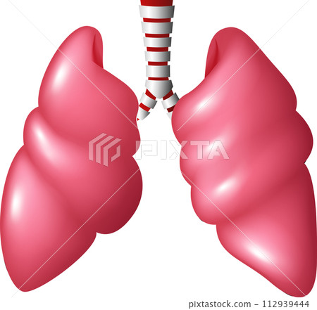 Realistic Human Lungs Respiratory, Vector Illustration Realistic Human Lungs Respiratory, Vector Illustration 112939444