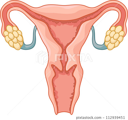 Female Reproductive System, Vector Illustration 112939451