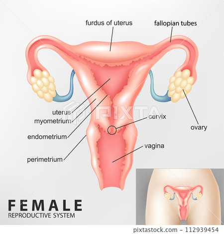 Diagram of Female reproductive system, Vector Illustration 112939454