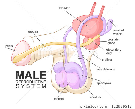 Male Reproductive System Cartoon, Health Vector Illustration Male Reproductive System Cartoon, Health Vector Illustration 112939512