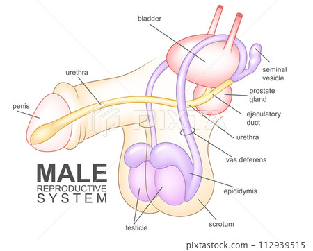 Male Reproductive System, Vector Illustration 112939515
