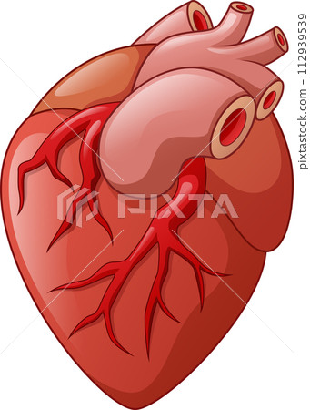 Human Heart Cartoon, Vector Illustration Human Heart Cartoon, Vector Illustration 112939539