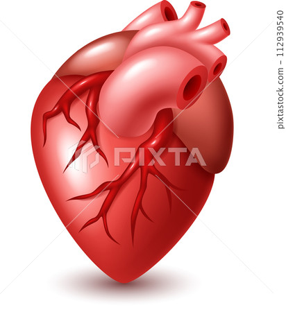 Shiny Human Heart, Vector Illustration Shiny Human Heart, Vector Illustration 112939540