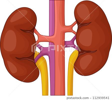 Human Kidney Cartoon, Vector Illustration Human Kidney Cartoon, Vector Illustration 112939541