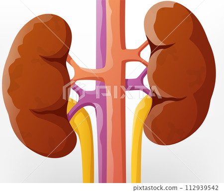 Human Kidney Cartoon Illustration, Vector Illustration Human Kidney Cartoon Illustration, Vector Illustration 112939542