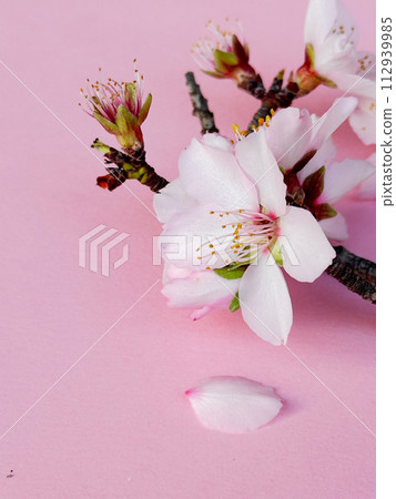 spring cherry and almond tree flowers spring cherry and almond tree flowers 112939985