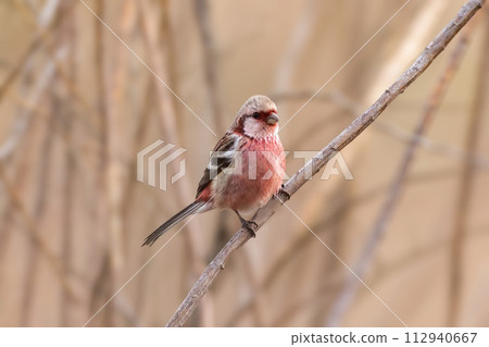 一隻雄性鹿角棲息在乾草的莖上。 112940667