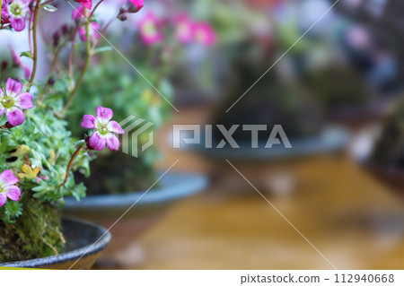 Kumagusa planted in a moss ball 112940668