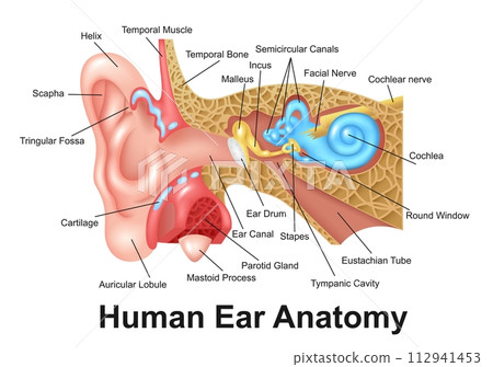 Human Ear Detailed Anatomy, Vector Illustration 112941453