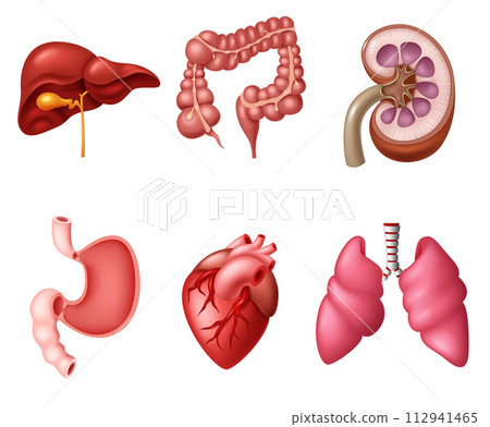Internal Human Digestive System sets, Vector Illustration Internal Human Digestive System sets, Vector Illustration 112941465