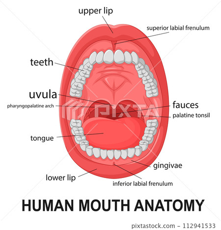 Human Mouth Anatomy, Open Mouth with Explaining, Vector Illustration Human Mouth Anatomy, Open Mouth with Explaining, Vector Illustration 112941533
