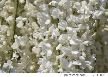 白富士花 白富士花 112941895