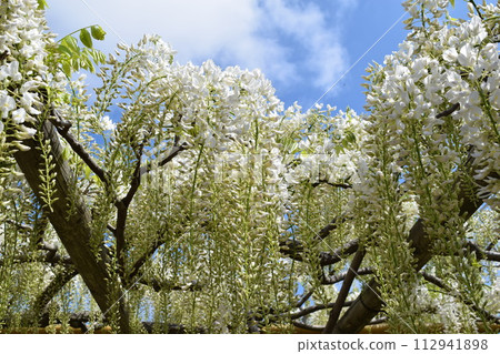 白富士花 112941898