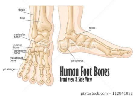 Human foot bones front and side view anatomy, Vector Illustration 112941952