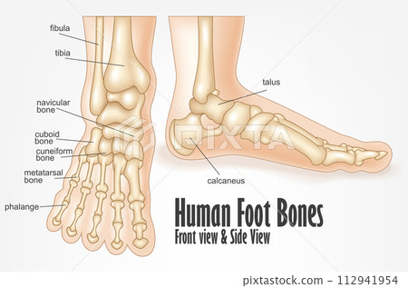 Human Foot Bones Front And Side View Anatomy, Vector Illustration 112941954