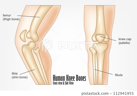 Human Knee Bones Front And Side View Anatomy, Vector Illustration 112941955
