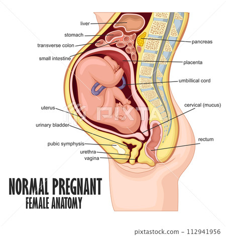 Normal Pregnant female anatomy, Vector Illustration 112941956