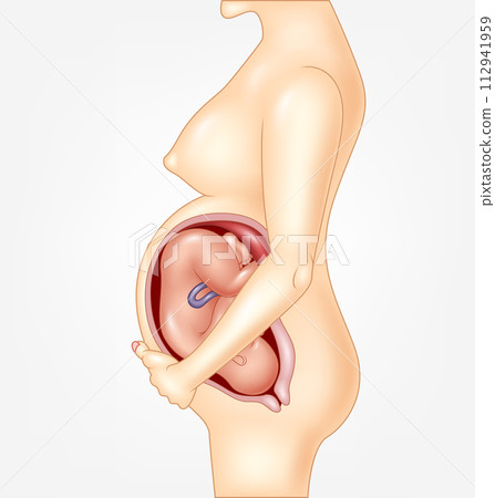 Normal Pregnant Female Ready to Give Birth, Vector Illustration Normal Pregnant Female Ready to Give Birth, Vector Illustration 112941959