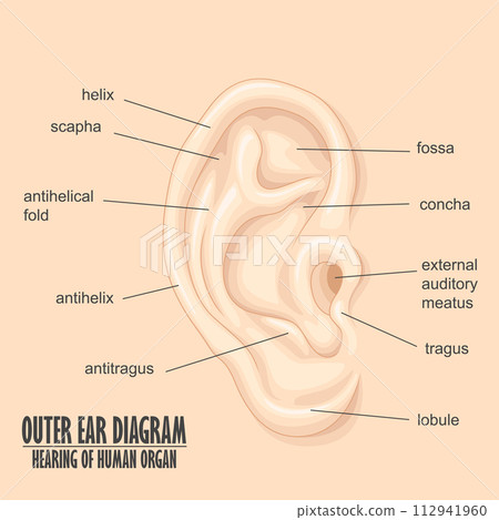 Outer Ear Diagram hearing of human organ, Vector Illustration 112941960