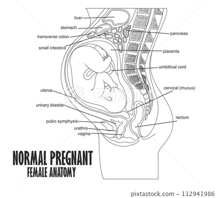 Normal Pregnant Female Anatomy, Vector Illustration 112941986