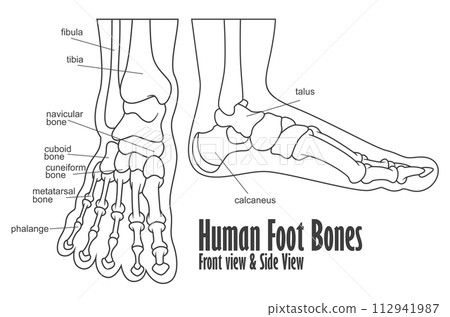 Human Foot Bones Front And Side View Anatomy, Vector Illustration Human Foot Bones Front And Side View Anatomy, Vector Illustration 112941987