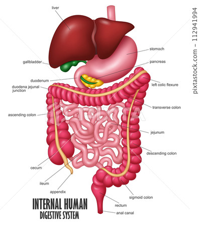 The Part Of Internal Human Digestive System Illustration, Vector Illustration 112941994