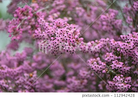 Erica's flower 112942428